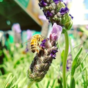 Meet your Posher, Daniela